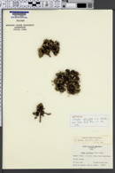 Image of Draba apiculata