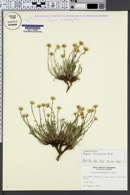 Image of Erigeron nematophyllus