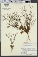 Image of Eriogonum aliquantum