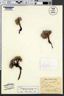 Eriogonum aretioides image