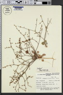 Image of Eriogonum bifurcatum