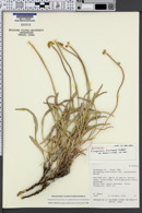 Eriogonum brevicaule var. huberi image