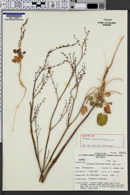 Image of Eriogonum concinnum