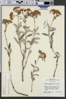 Image of Eriogonum lancifolium