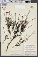 Image of Eriogonum cronquistii