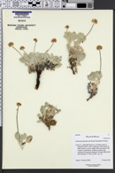Eriogonum diatomaceum image