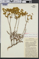 Image of Eriogonum duchesnense