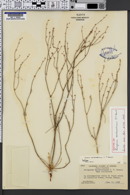 Image of Eriogonum eastwoodianum