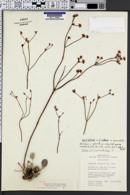 Eriogonum eremicum image