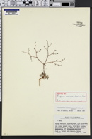 Image of Eriogonum eremicola