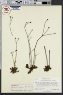 Eriogonum fimbriatum image