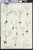 Image of Eriogonum howellianum