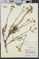 Image of Eriogonum hylophilum