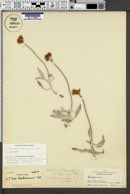 Eriogonum nudicaule subsp. ochroflorum image