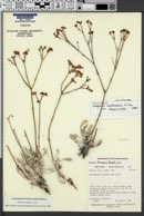 Eriogonum spathulatum var. kayeae image