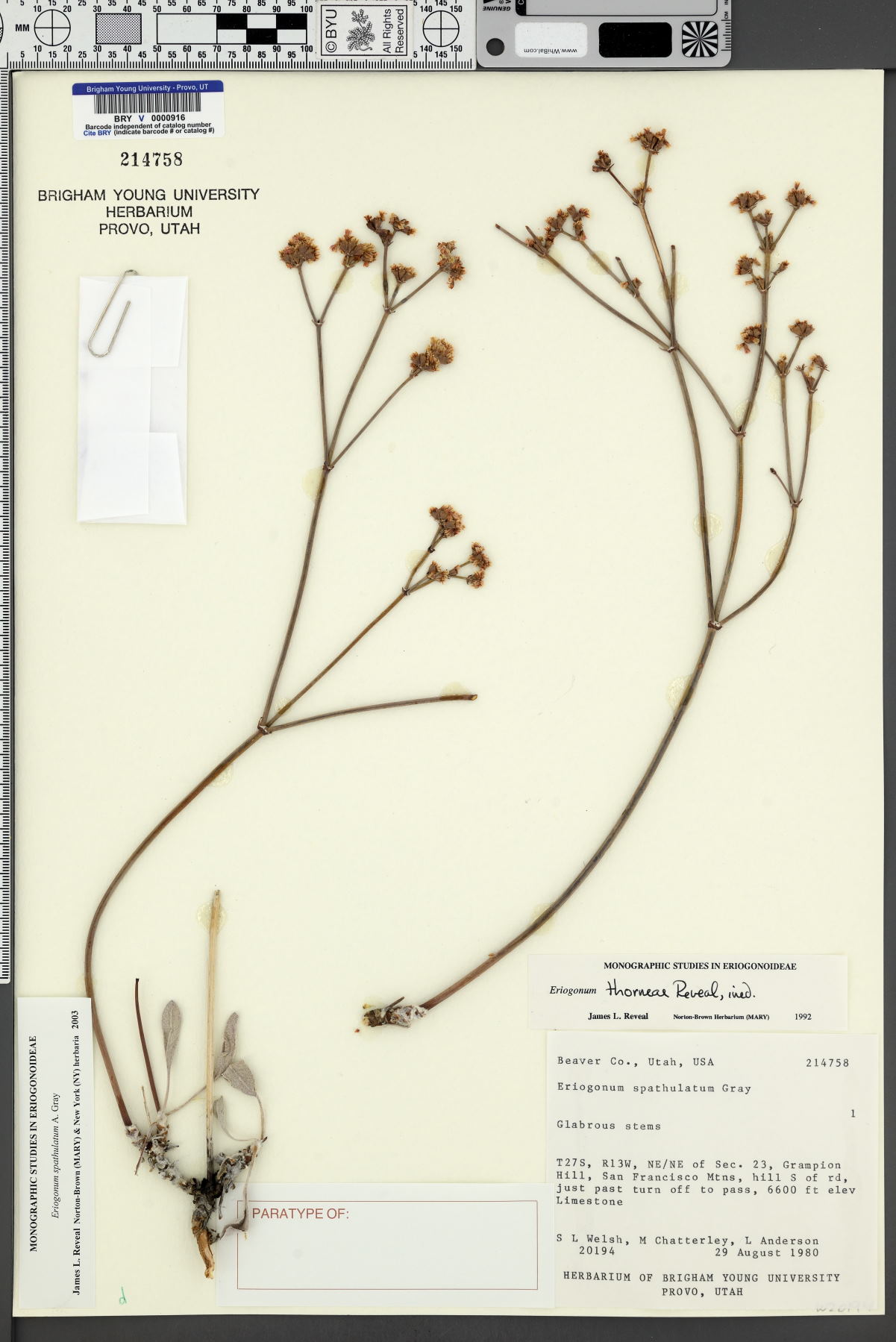 Eriogonum spathulatum var. kayeae image