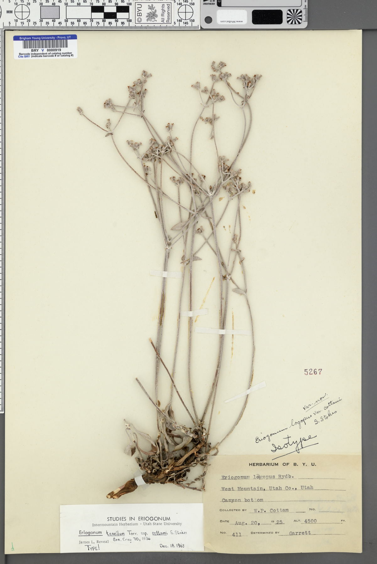 Eriogonum tenellum subsp. cottamii image