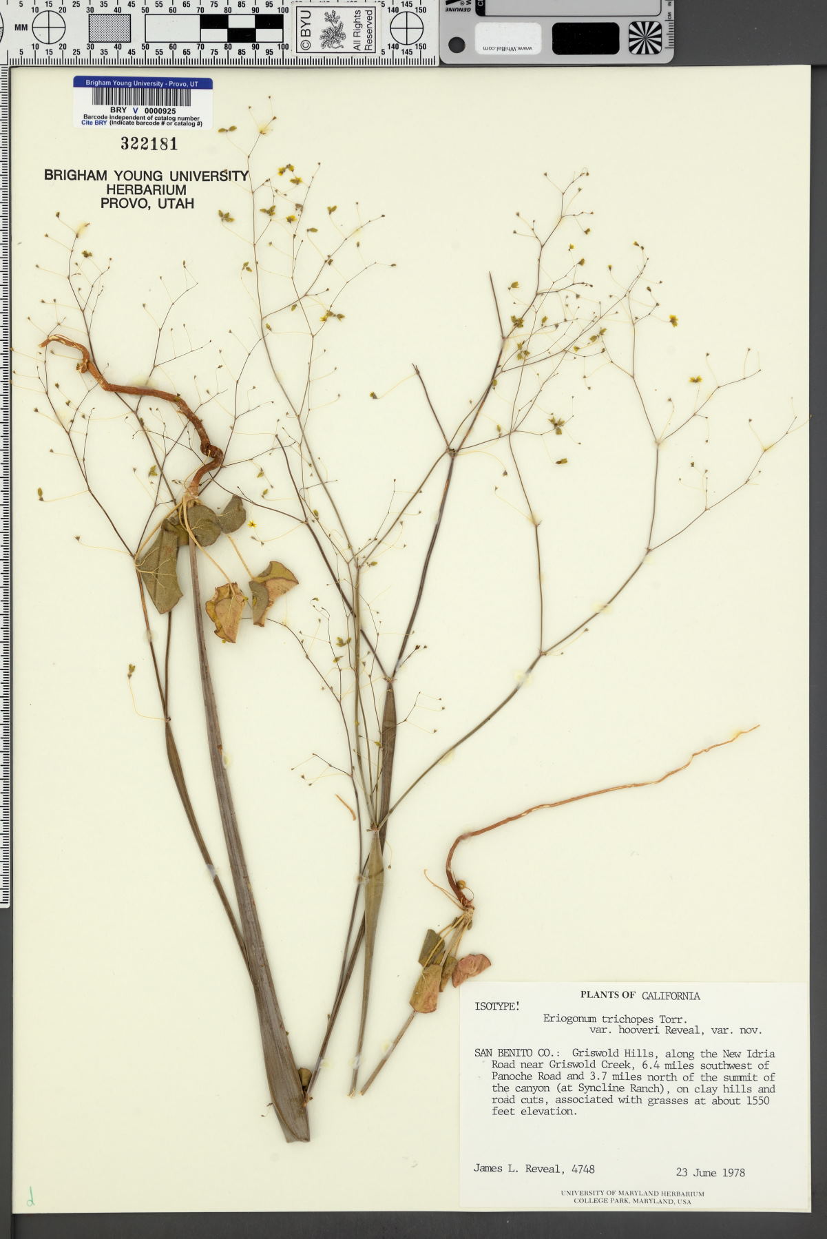 Eriogonum trichopes var. hooveri image