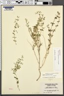 Image of Galium magnifolium