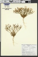 Image of Gilia heterostyla