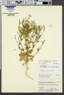 Aliciella latifolia image