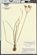 Jaimehintonia gypsophila image