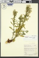 Image of Lepidium moabense