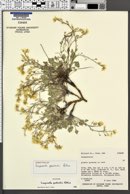 Physaria occidentalis subsp. cinerascens image