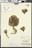 Physaria tumulosa image