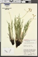 Peucedanum graveolens var. alpinum image