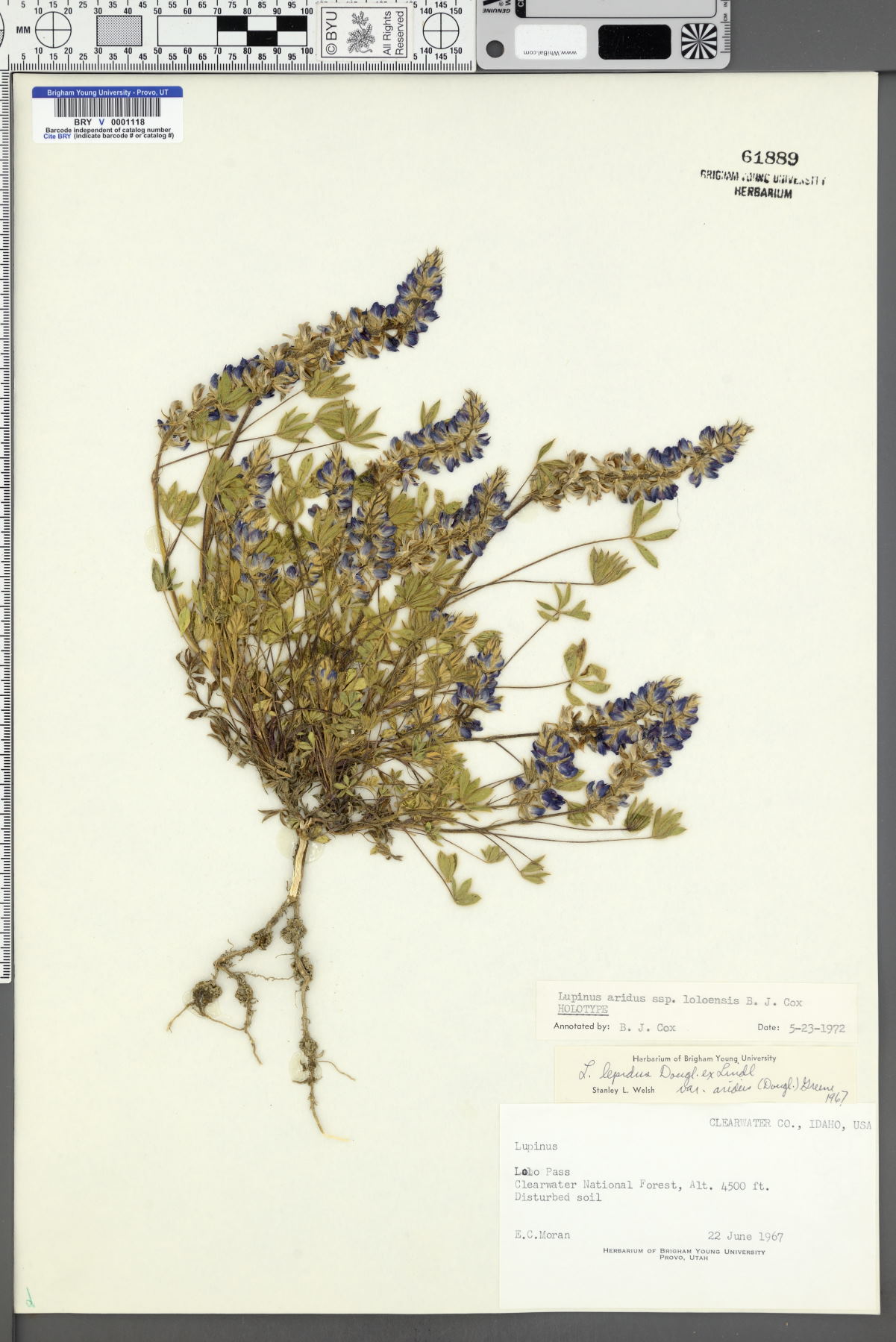 Lupinus aridus subsp. loloensis image