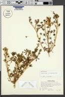 Lupinus bicolor subsp. marginatus image