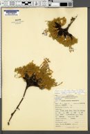 Lupinus lyallii subsp. subpandens image