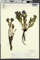 Mertensia oblongifolia var. amoena image