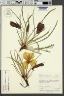 Image of Oenothera acutissima