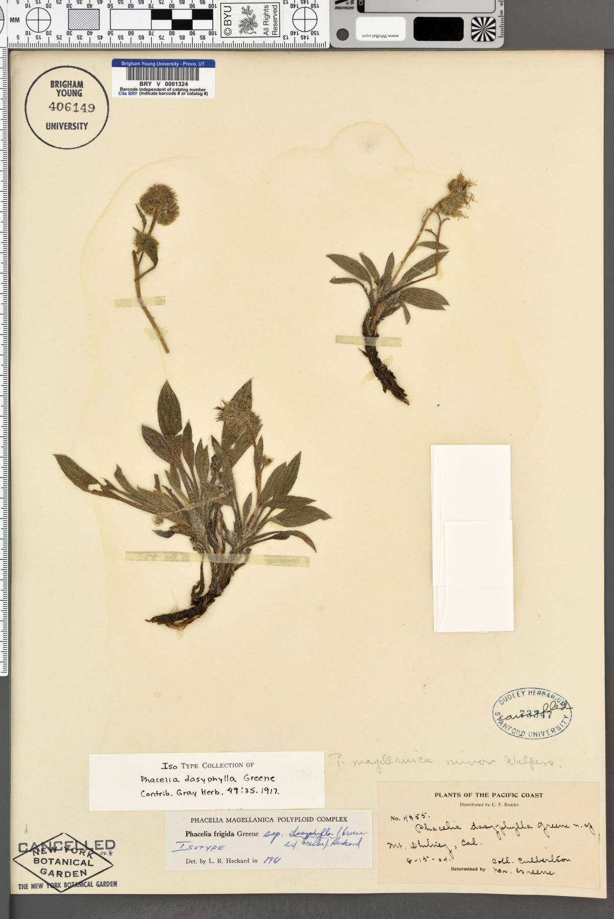 Phacelia frigida subsp. dasyphylla image
