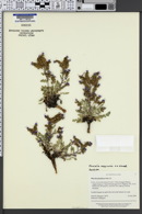 Image of Phacelia argylensis
