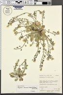 Image of Physaria neeseae