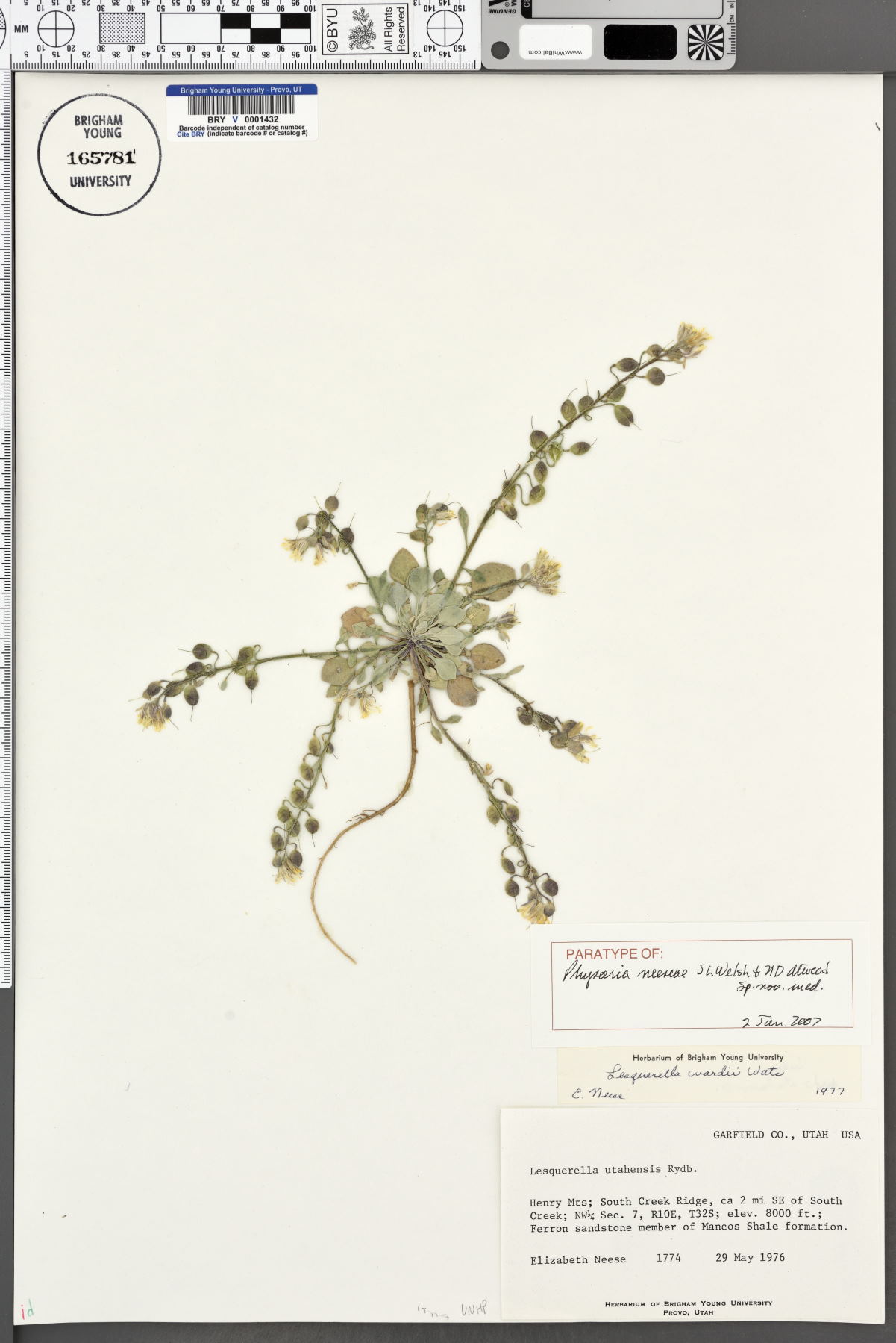 Physaria neeseae image