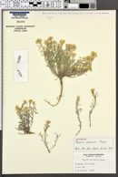 Image of Physaria osterhoutii