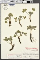 Image of Psoralea pariensis