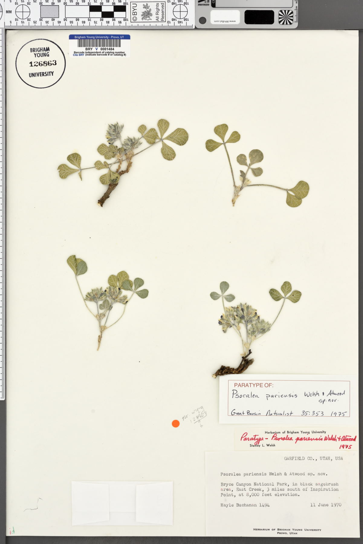Psoralea pariensis image