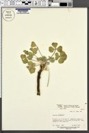 Psoralea pariensis image