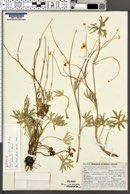 Image of Ranunculus aestivalis