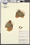 Sclerocactus blainei image