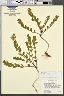 Scutellaria holmgreniorum image