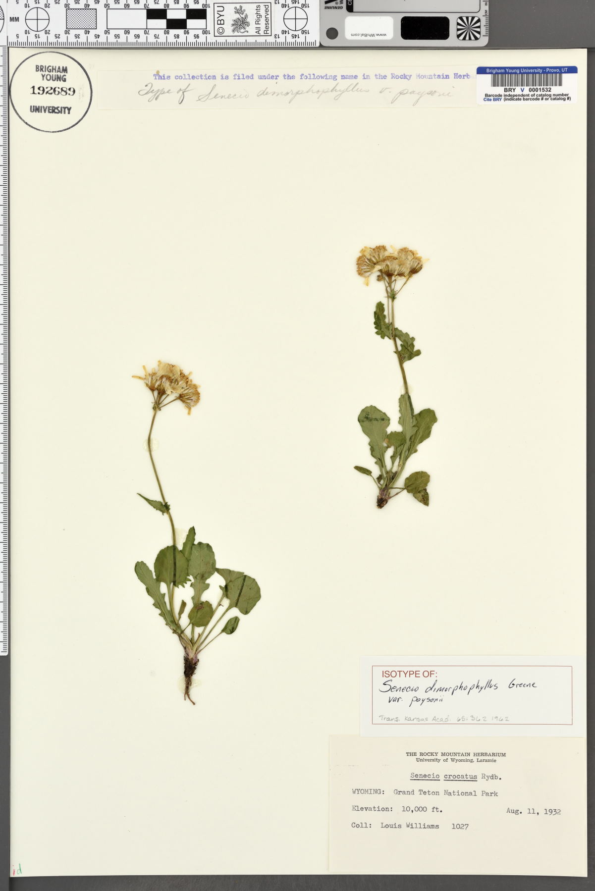 Senecio dimorphophyllus var. paysonii image