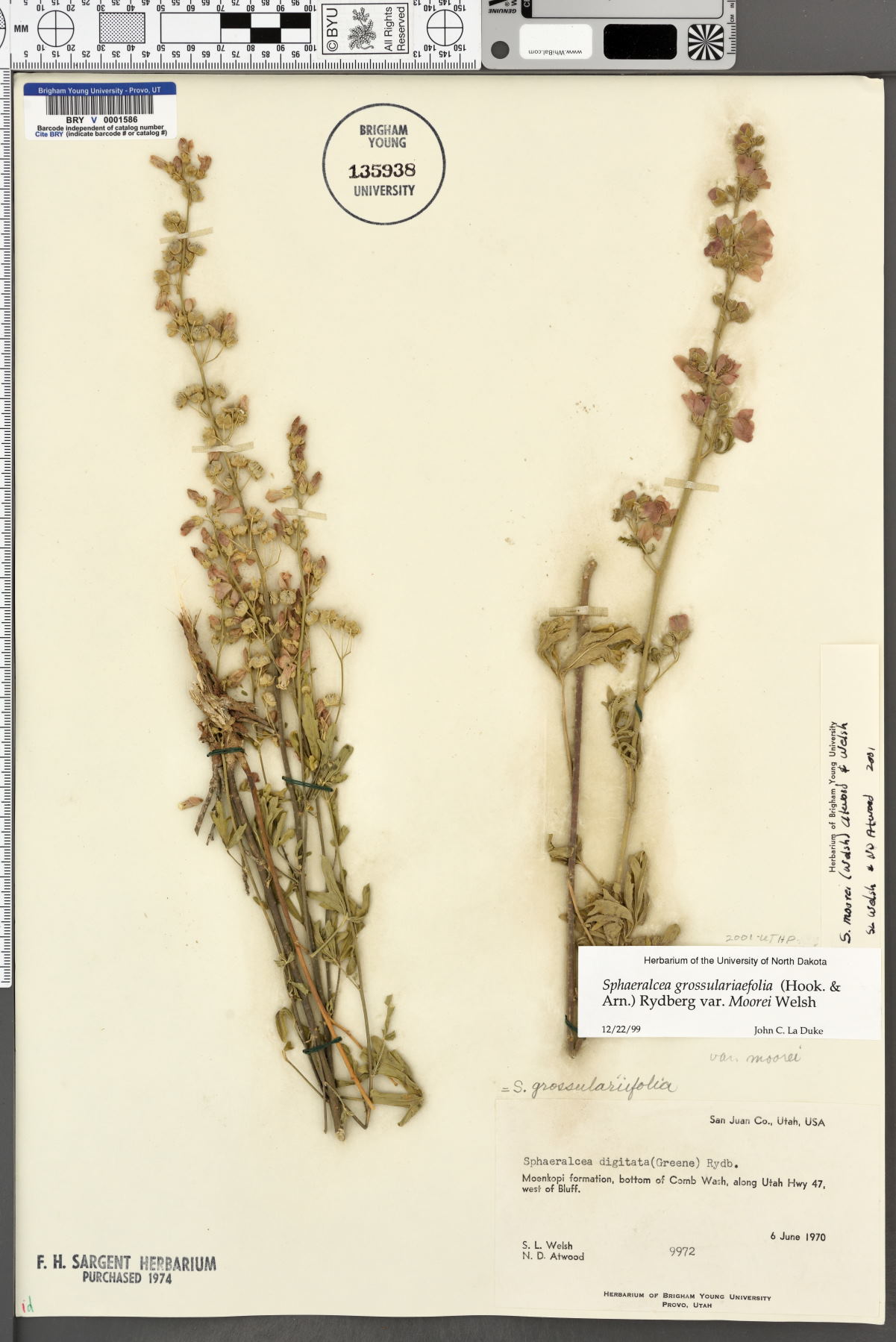 Sphaeralcea grossulariifolia subsp. grossulariifolia image