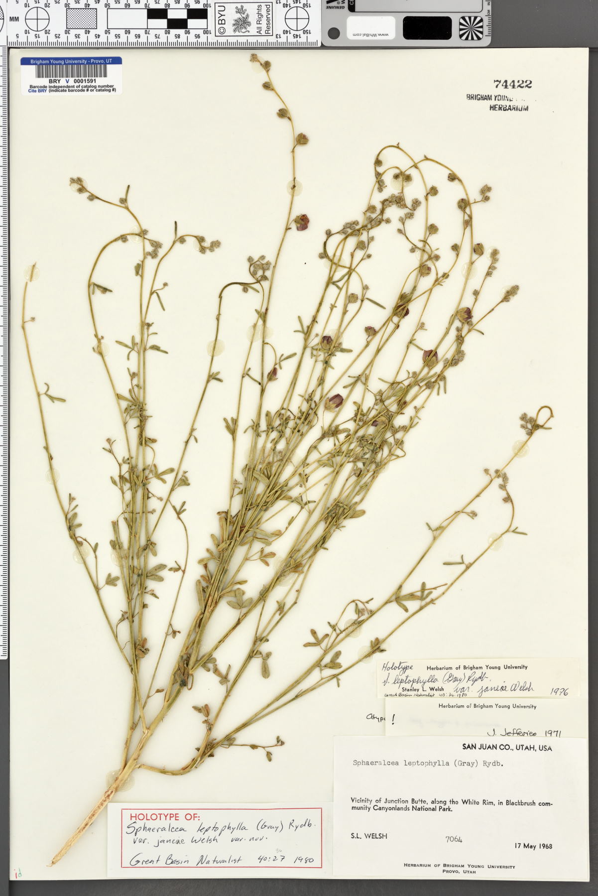 Sphaeralcea janeae image