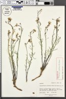 Thelypodiopsis argillacea image